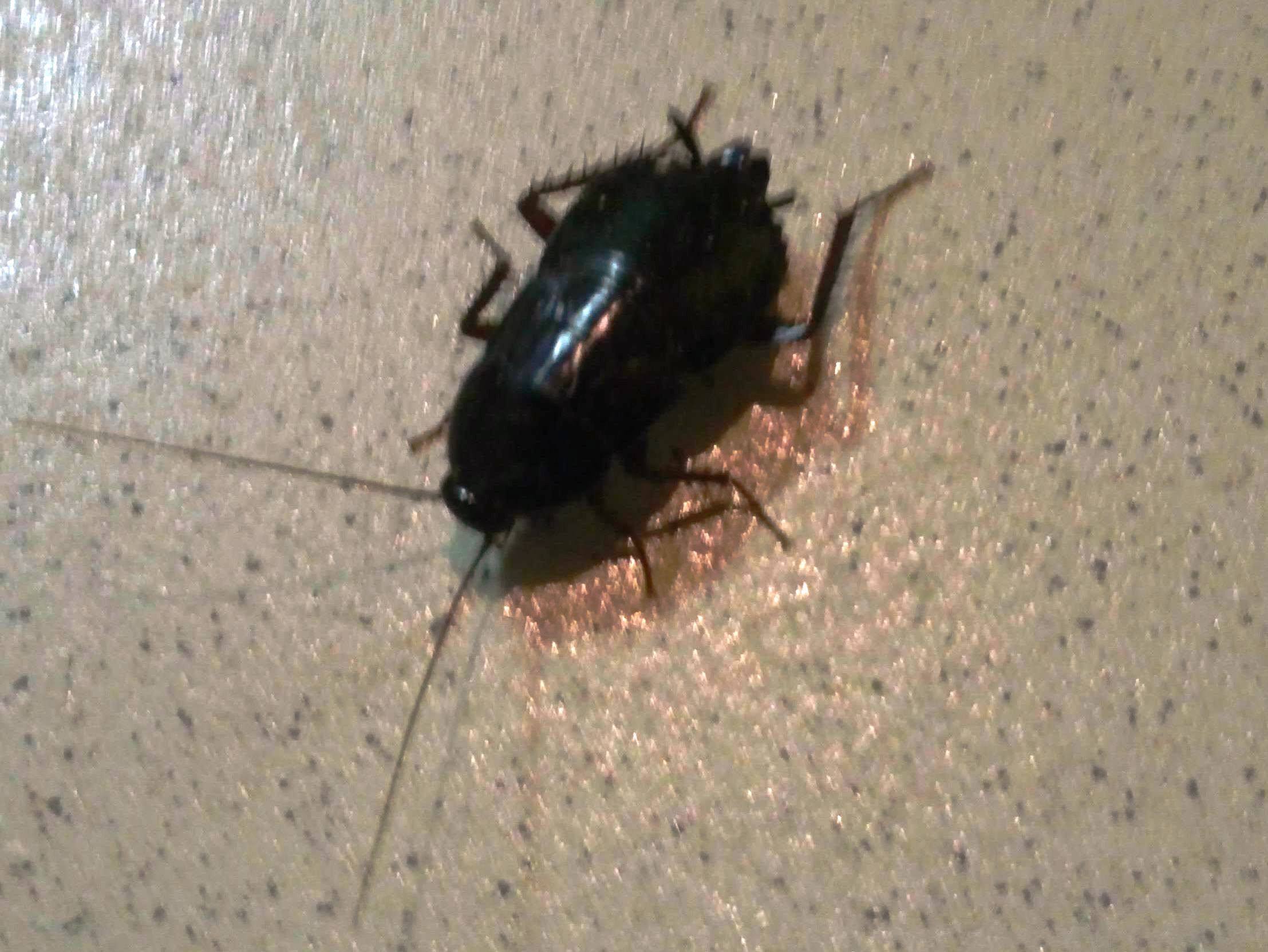 Тараканы В Квартире Фото Маленькие Черные