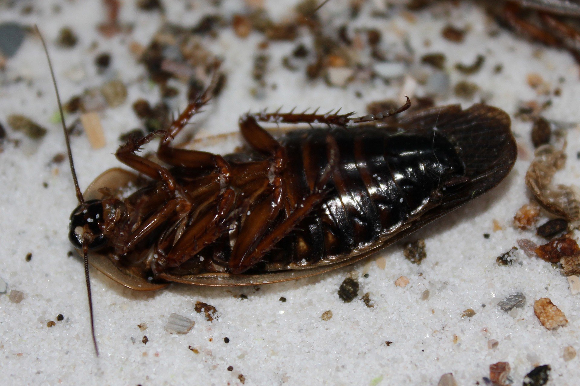 Тараканы В Квартире Фото Маленькие Черные