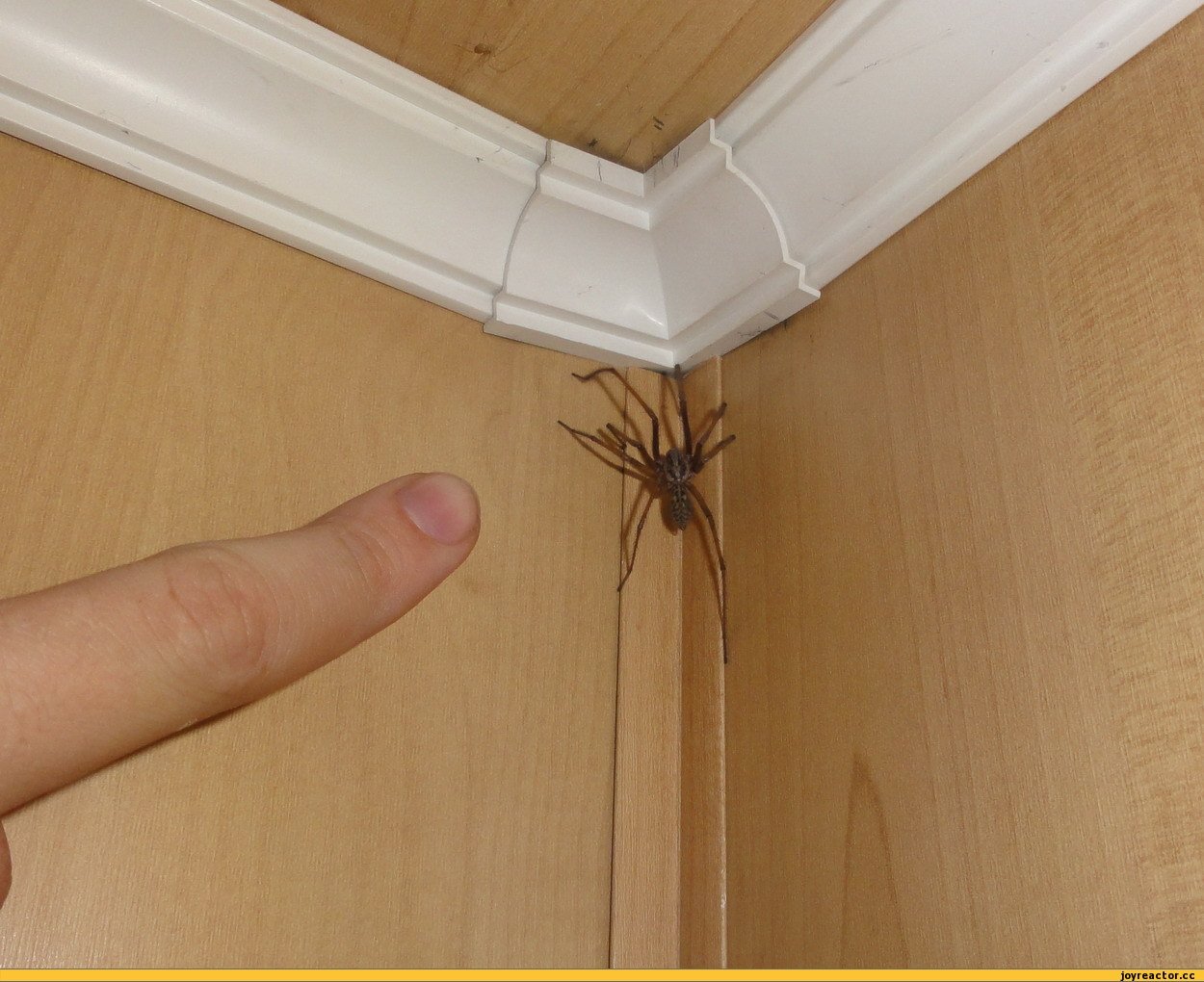Домашние пауки фото