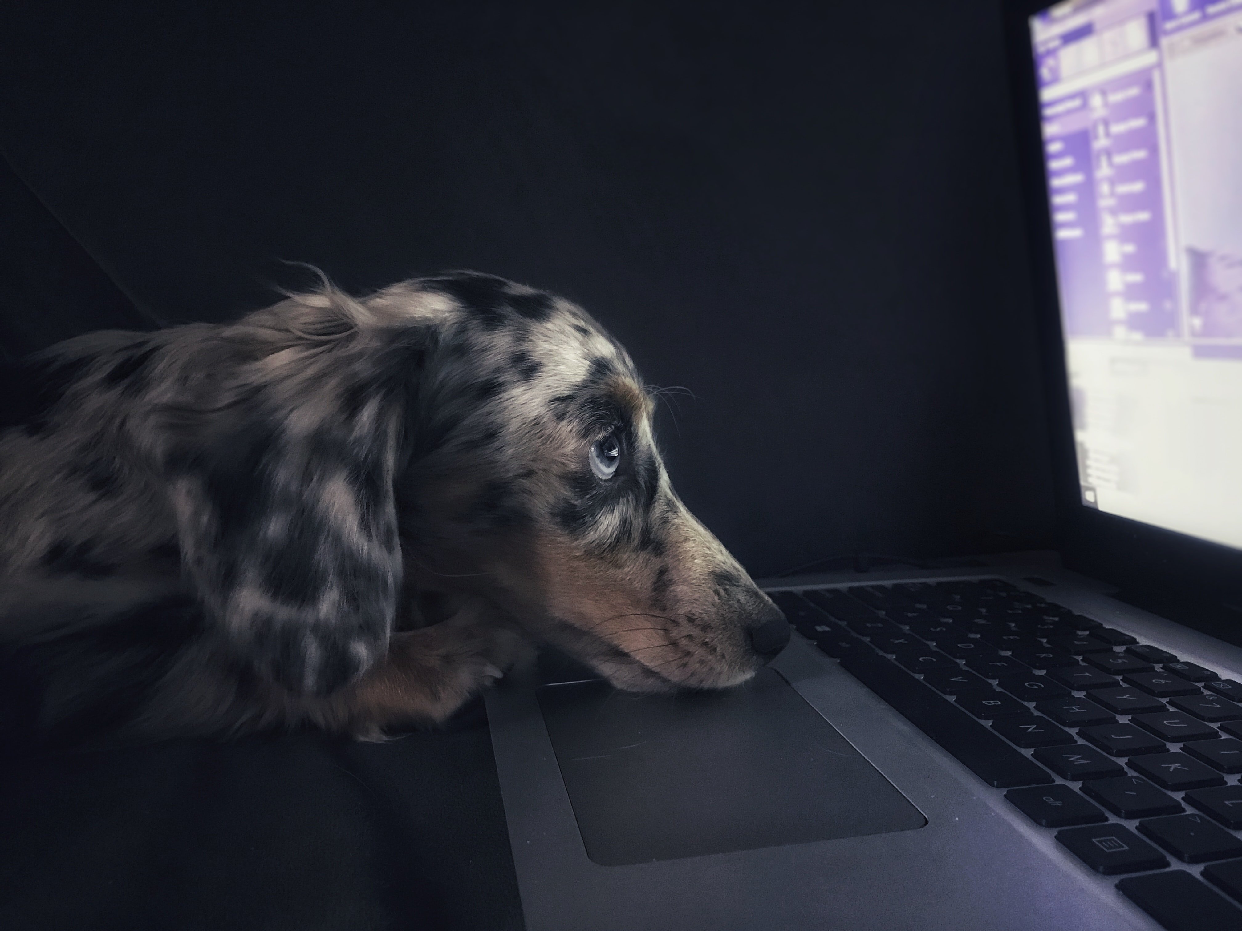Собака с ноутбуком