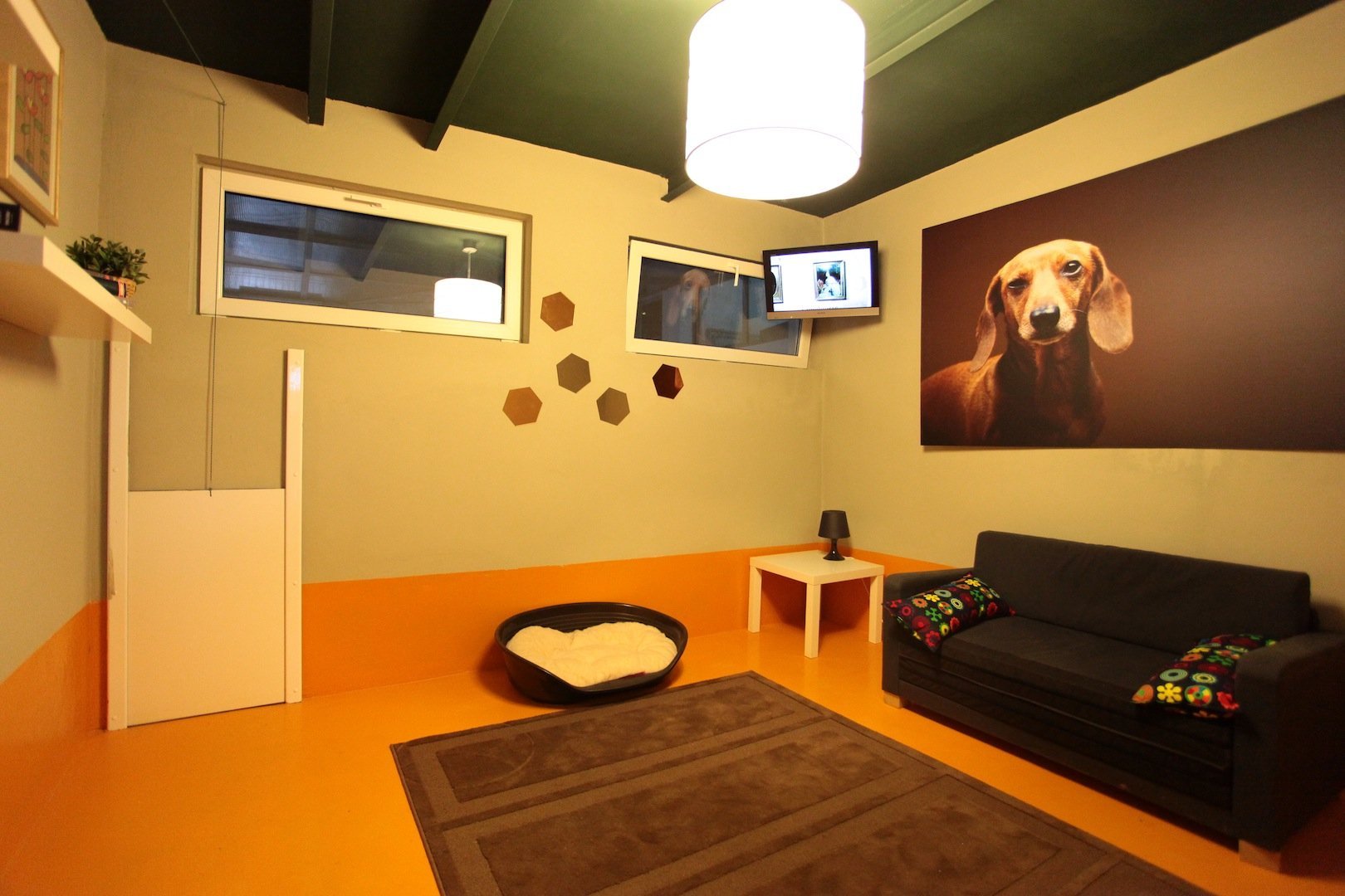The petting room. Комната для животных. Интерьер комнаты для собаки. Комната для питомцев. Комната для собаки в квартире.