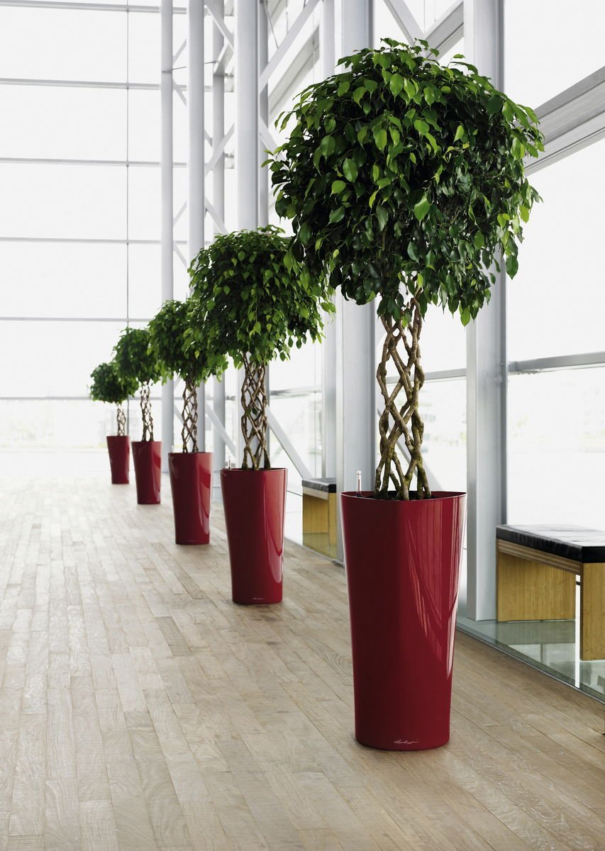 Бамбук икеа