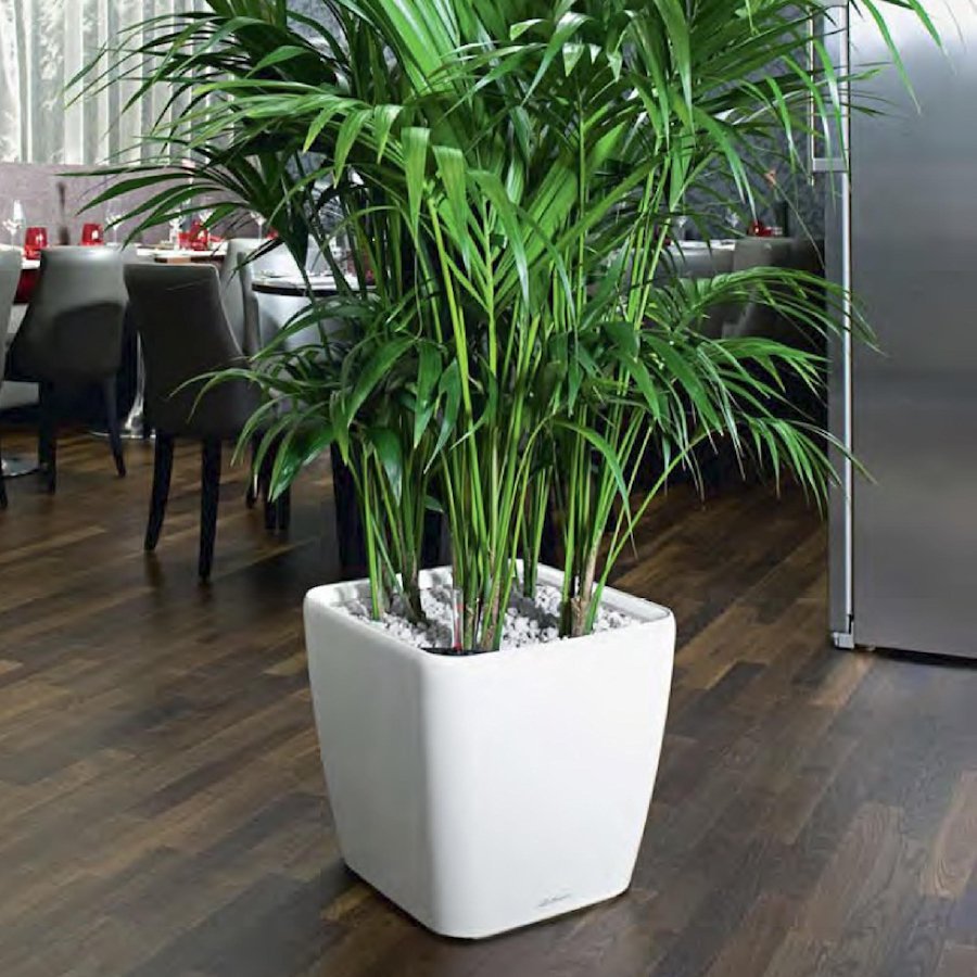 Green Sun фитостены