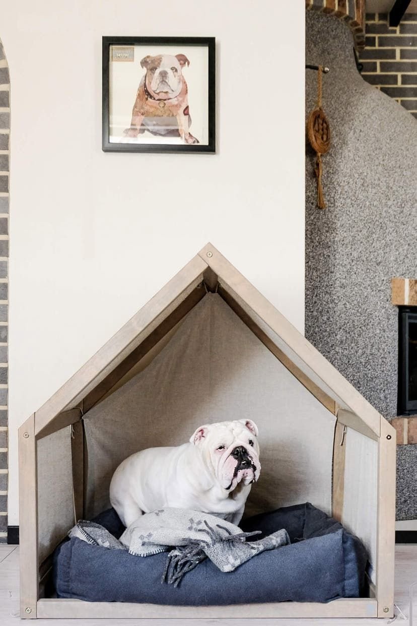 Современный дом для собаки