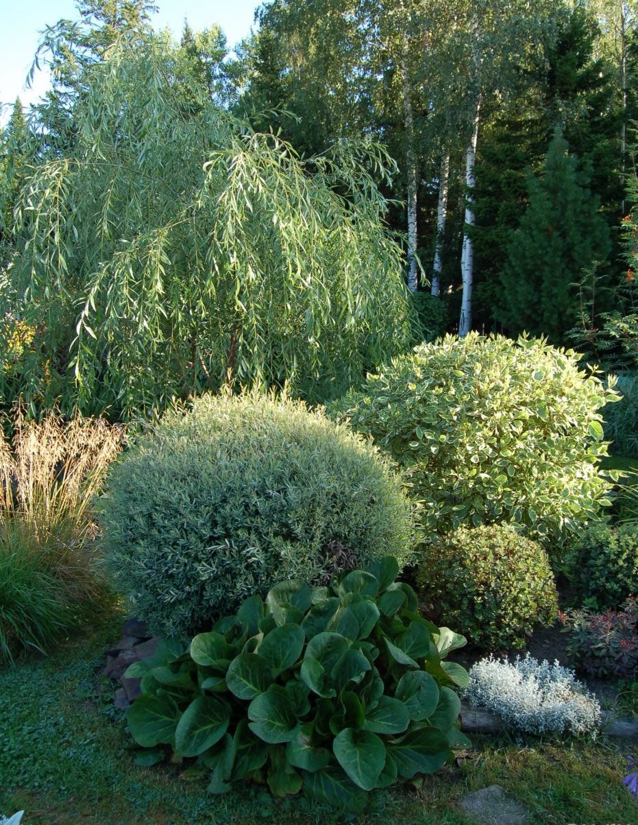 Ива пурпурная Salix purpurea Nana