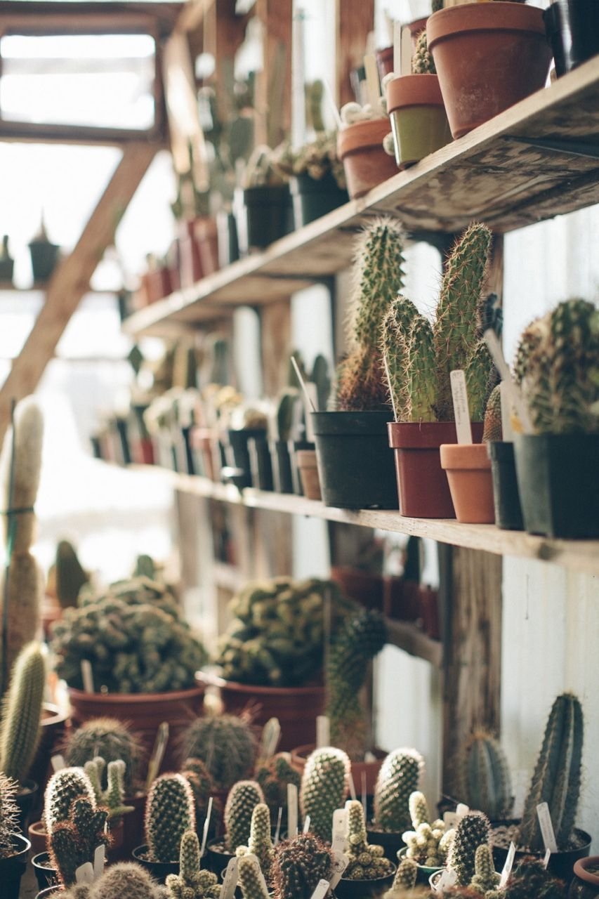 Кактусы Эстетика