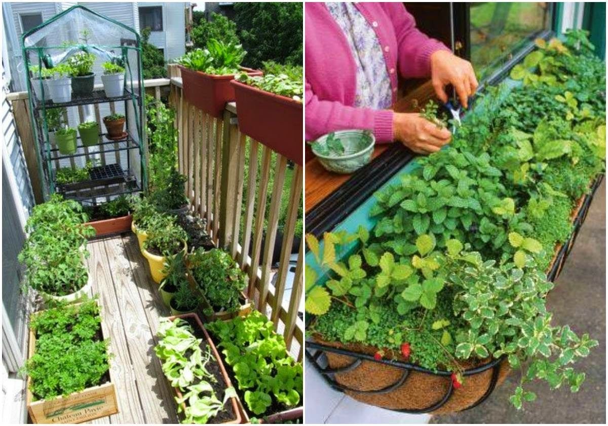 Овощи выращивание в домашних условиях. Мини огородик на балконе. Красивый огород. Грядки на балконе. Огород в горшках.