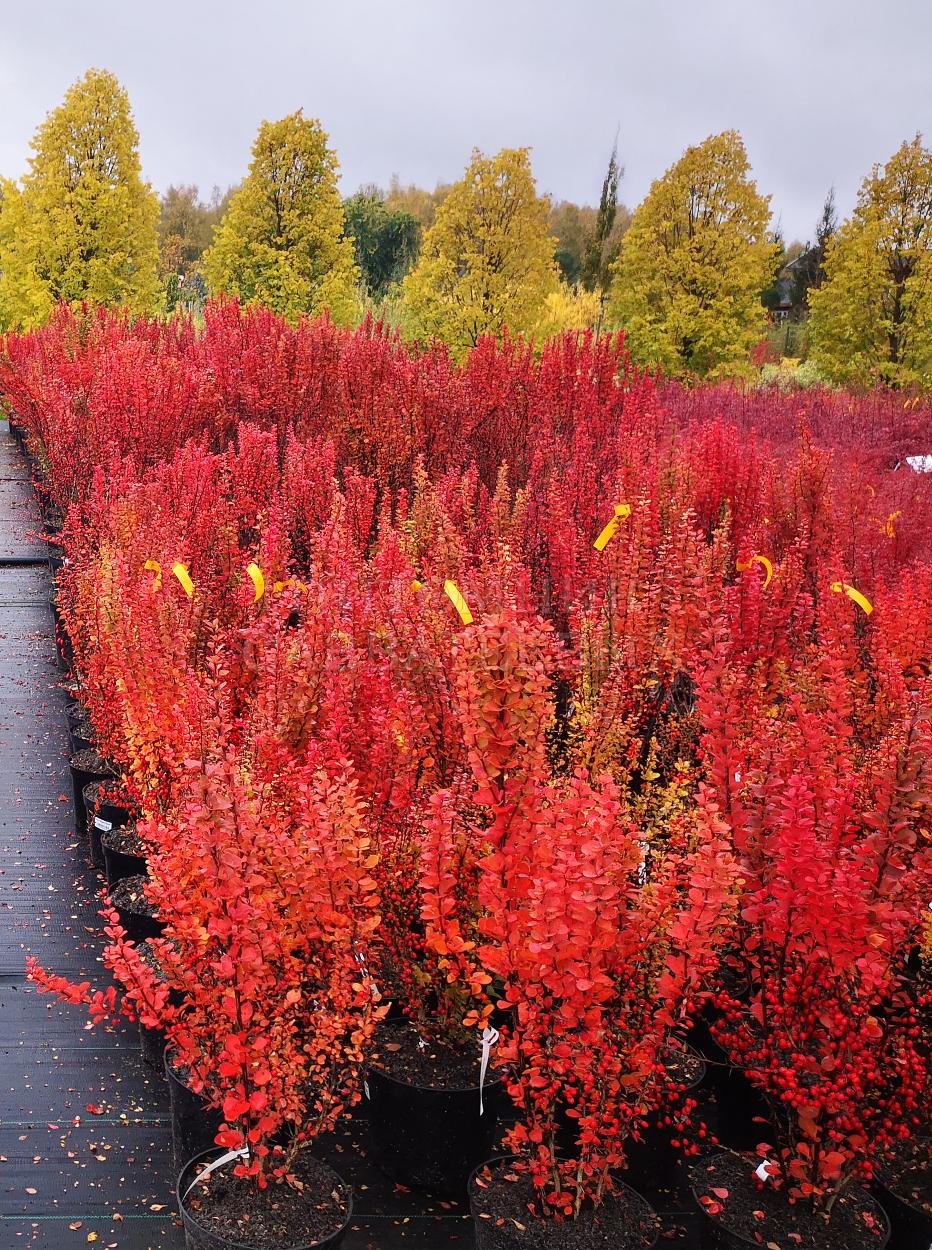 Барбарис Тунберга 'erecta' Berberis thunbergii 'erecta'