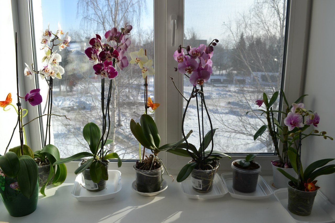 Орхидеи в горшках на подоконнике. Орхидея фаленопсис на подоконнике. Орхидея Мильтония на подоконнике. Фаленопсисы на подоконнике. Цветы на зимнем подоконнике.
