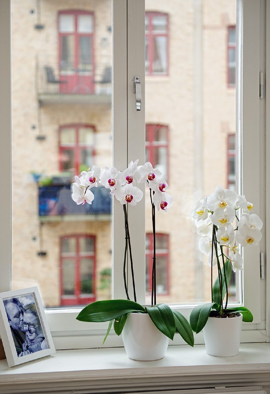 Рассадка орхидеи