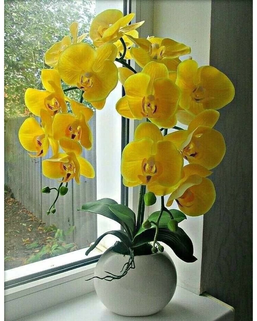 Орхидеи фаленопсис в квартире