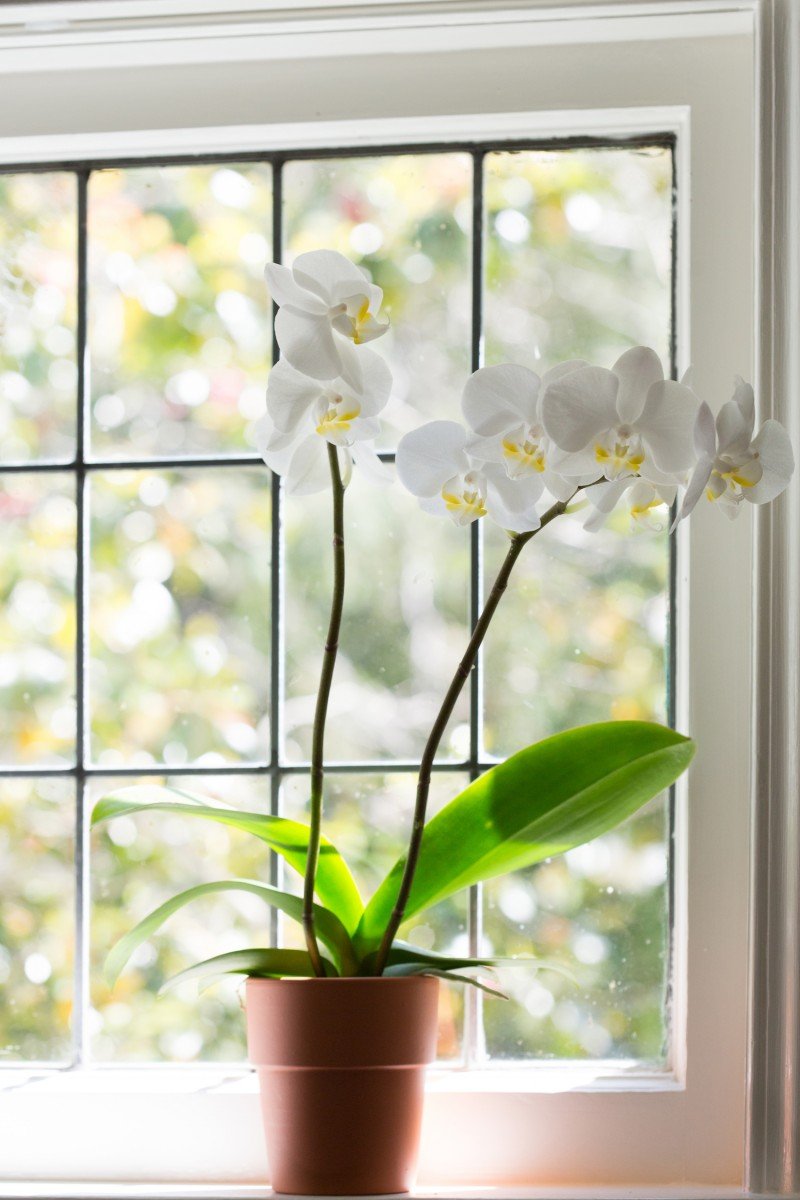 Красивые орхидеи на подоконнике