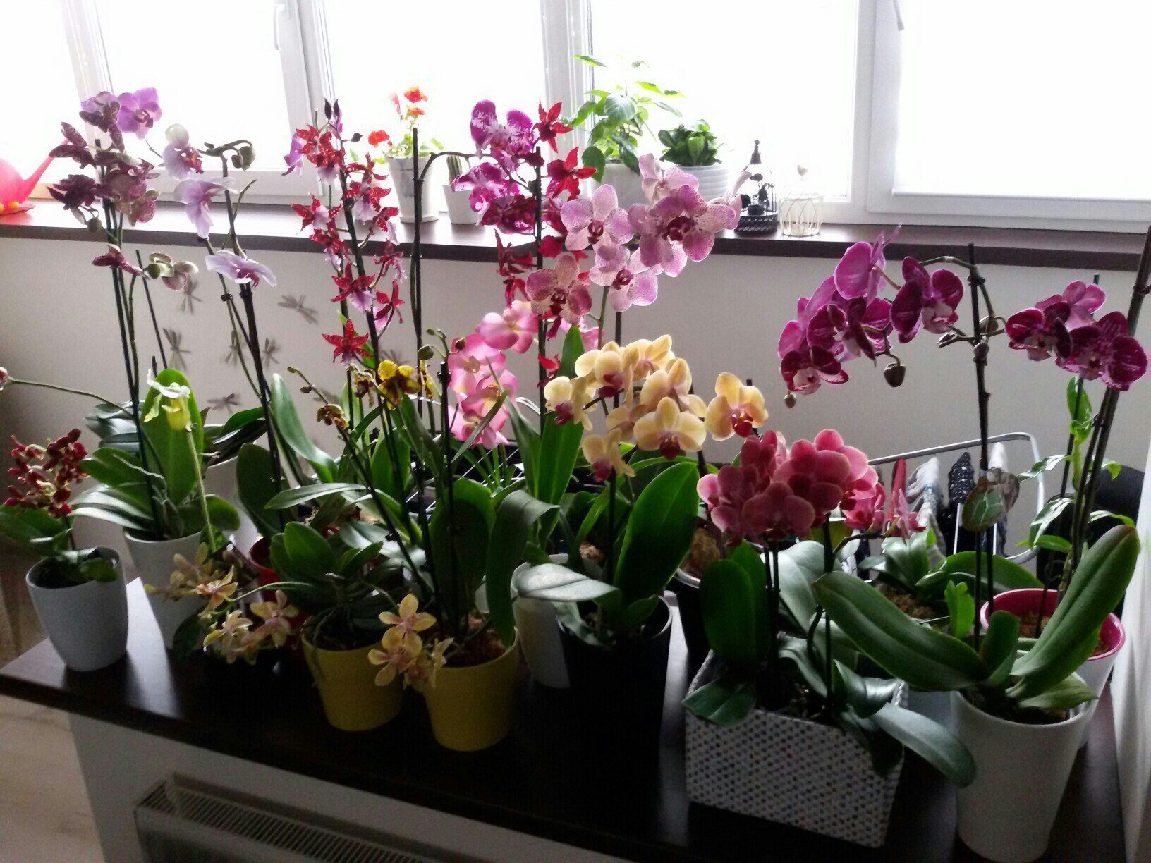 Орхидеи в горшках на подоконнике. Цветок Орхидея фаленопсис. Растение Горшечное фаленопсис. Орхидея фаленопсис мини. Орхидея-бабочка - фаленопсис комнатный.