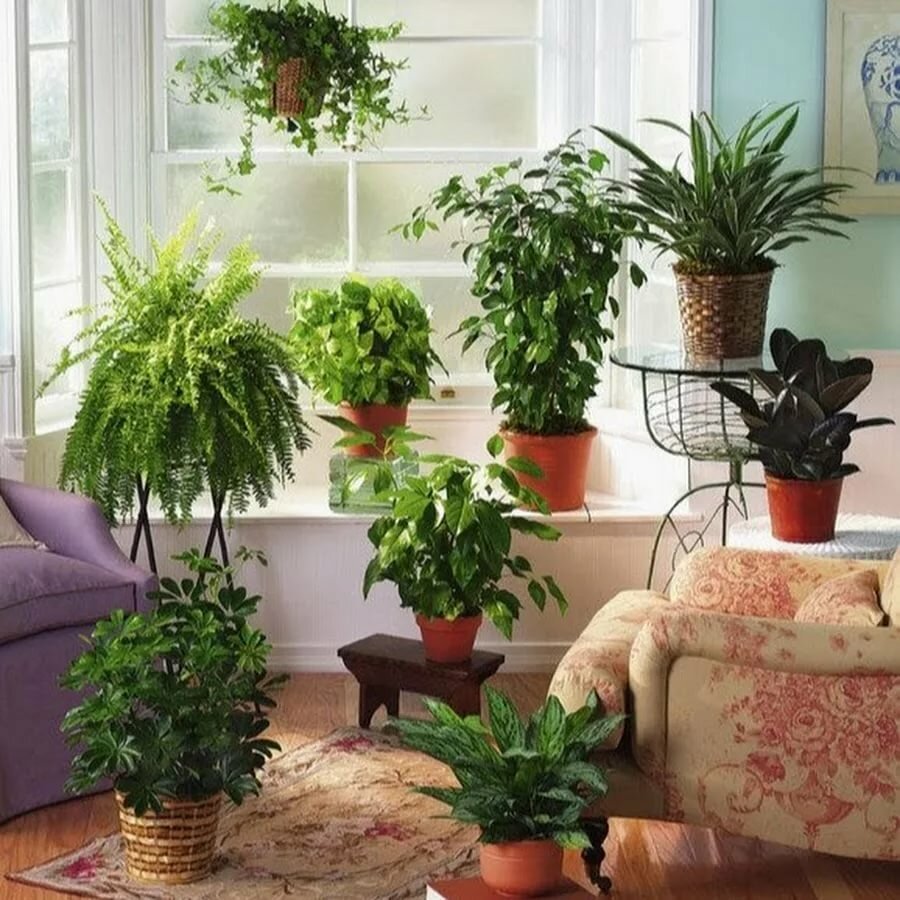 Houseplants цветок