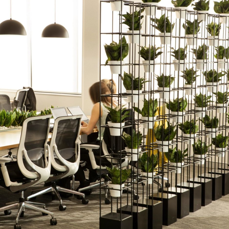 Живые растения в офисе