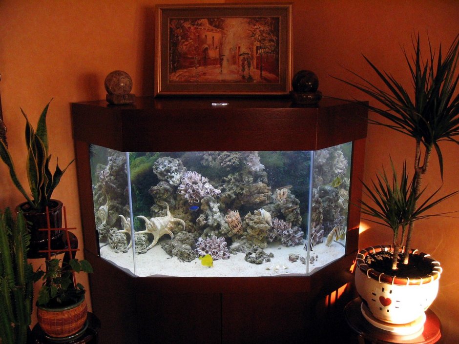 Морской аквариум в квартире