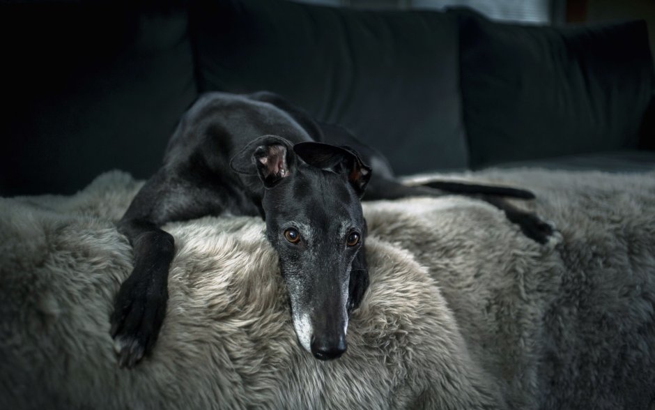 Дом для собаки