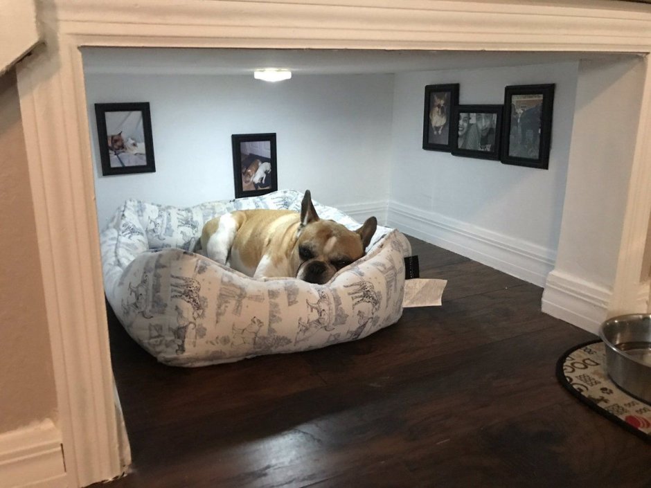 Комната для собаки