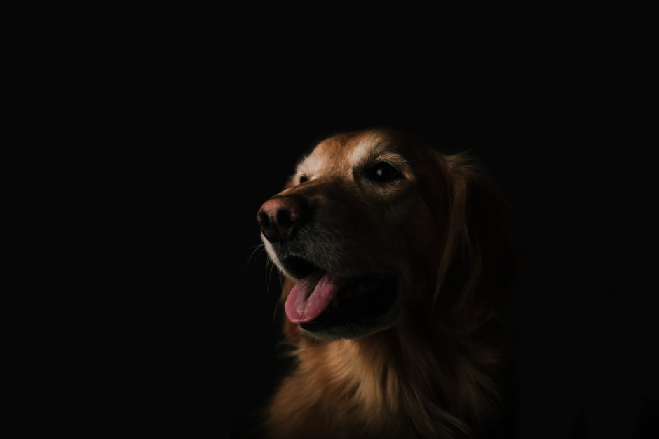 Собака на темном фоне