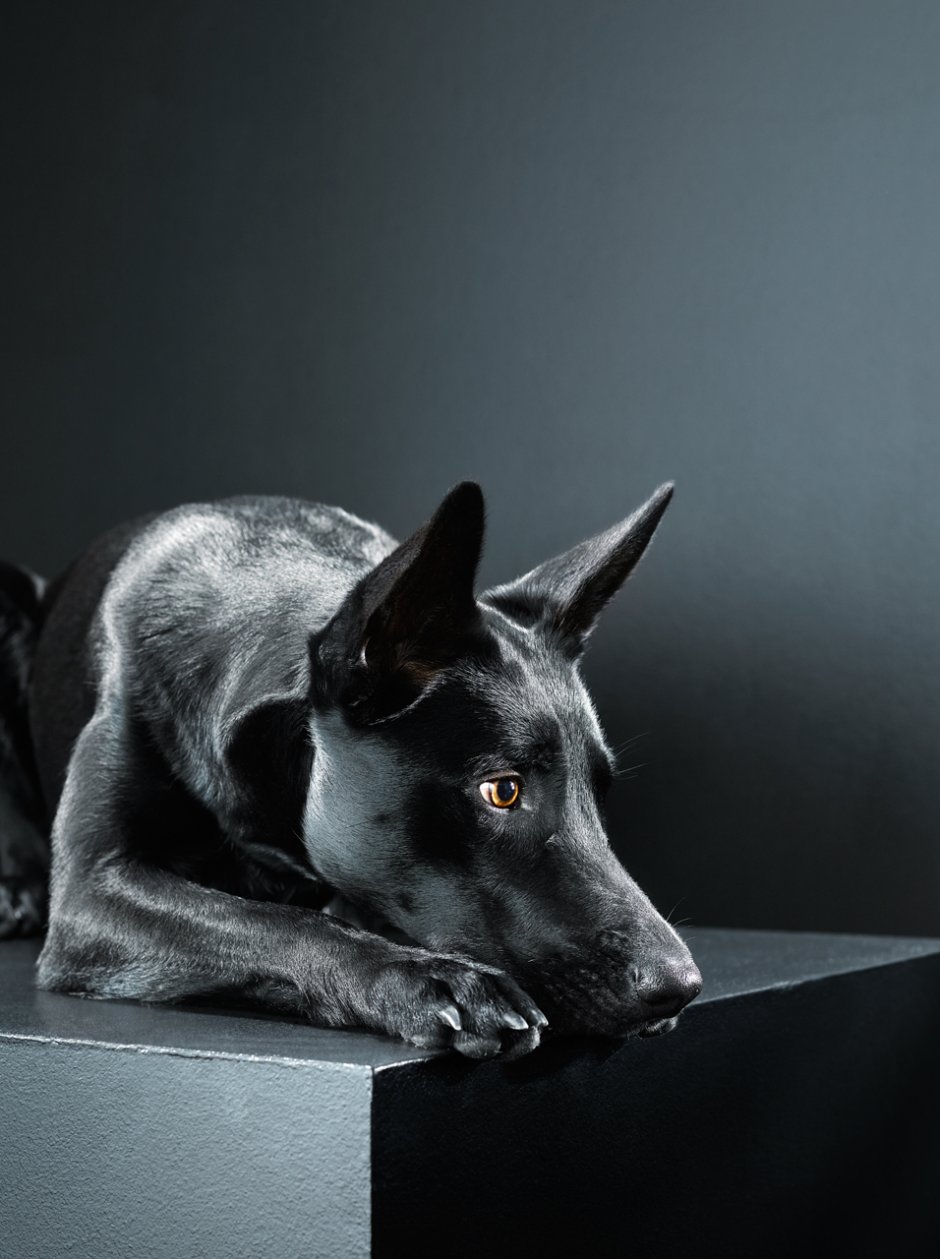 Собака ждет