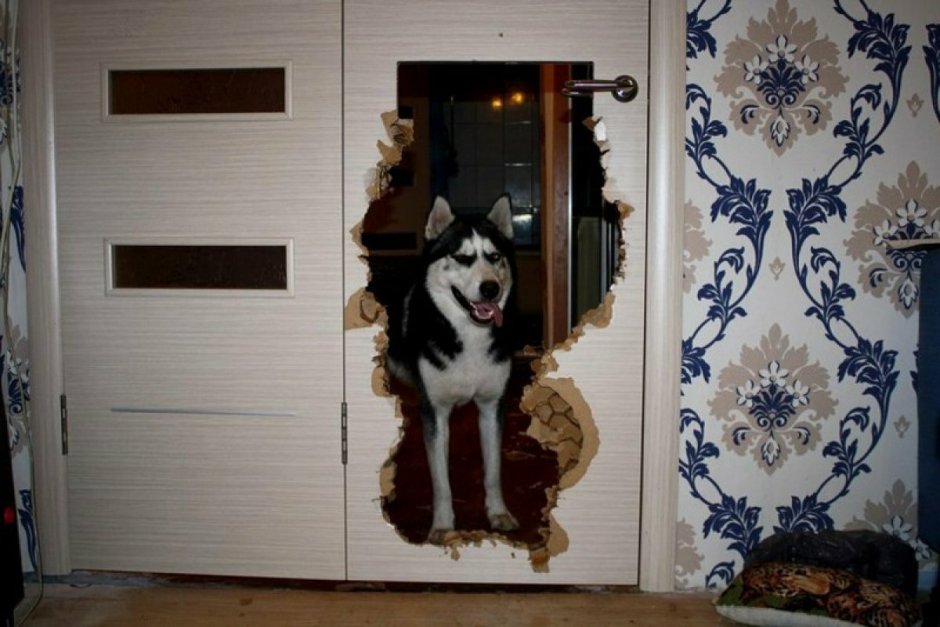 Собака за дверью