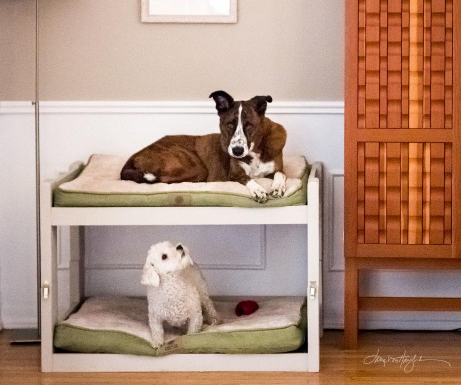 Двухэтажная кровать для собак