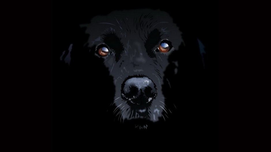 Черная собака на черном фоне