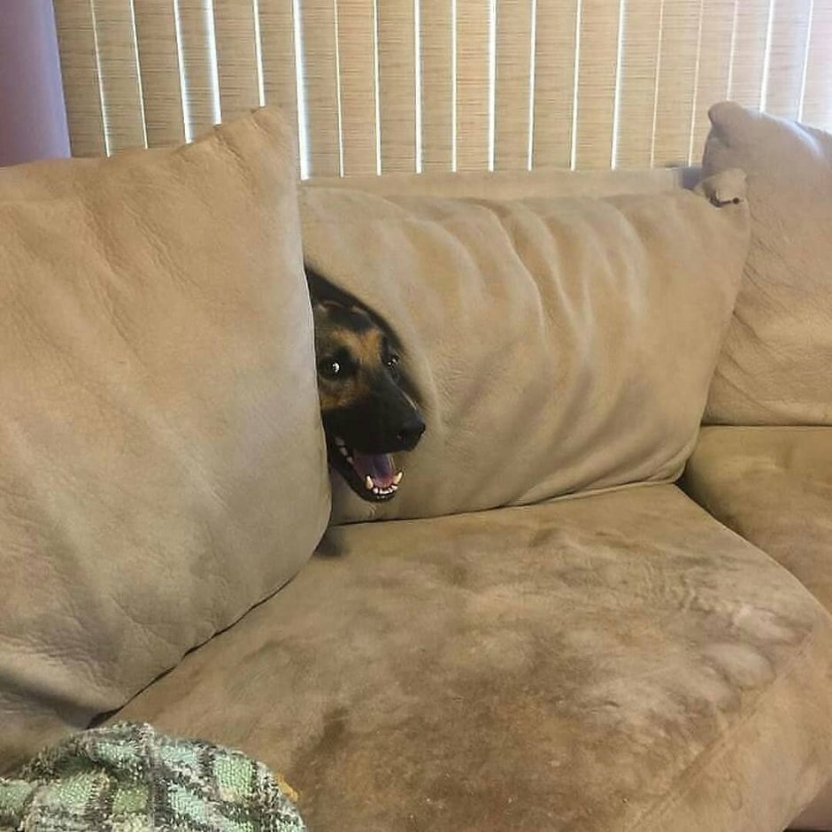 Грязная собака на диване