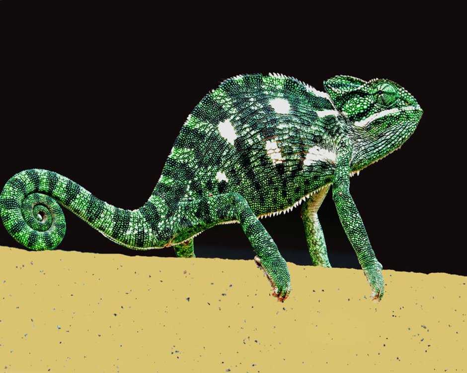Chameleon Uplight (хамелеон)