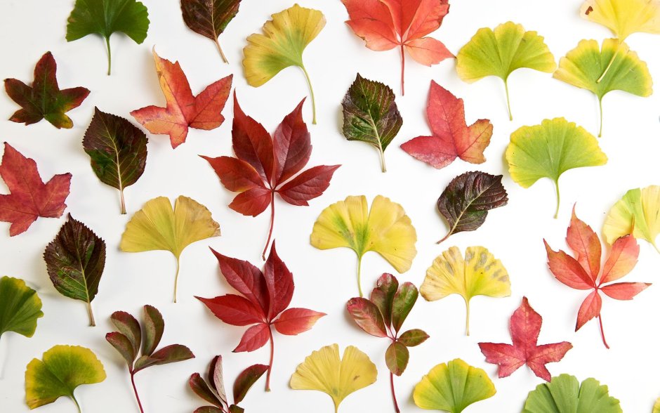 Листья разных цветов