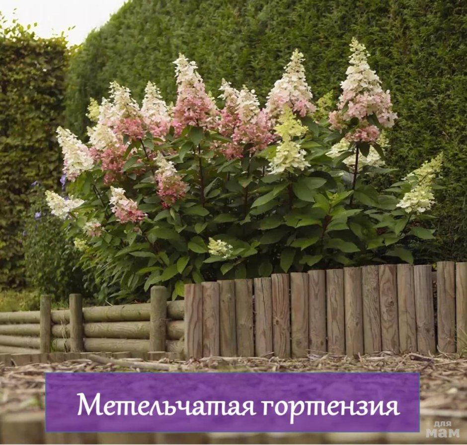 Гортензия метельчатая Pinky Winky