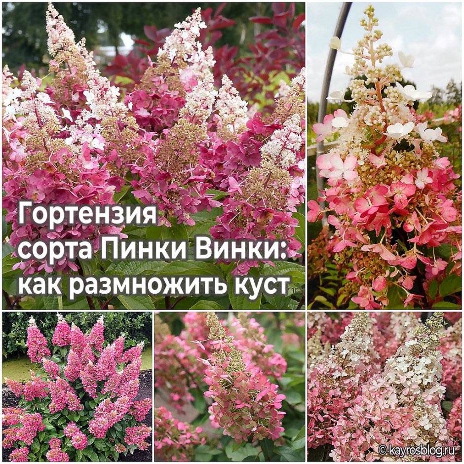Гортензия Пинки винки описание