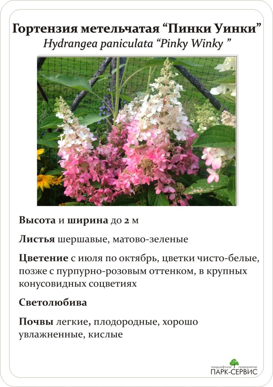 Гортензия Пинки винки в ландшафтном дизайне