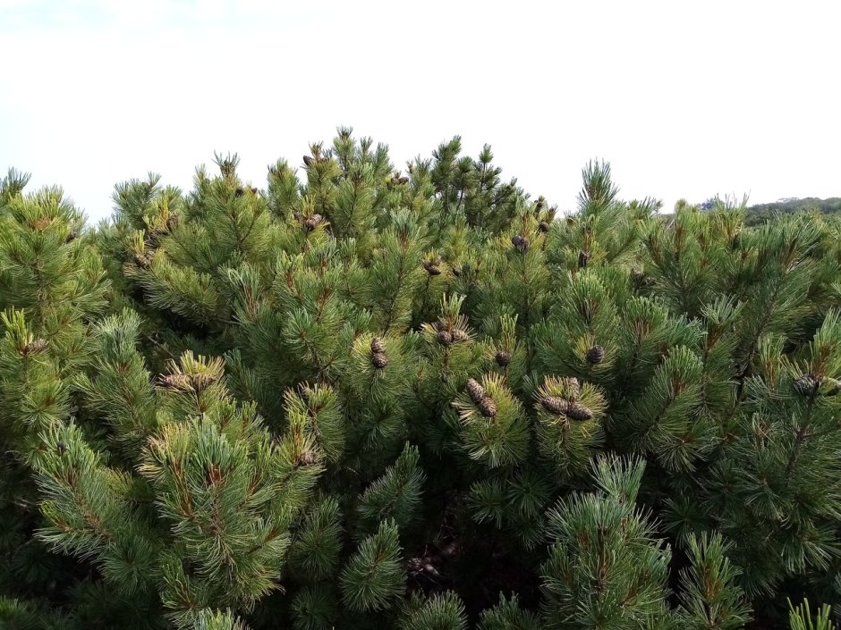 Кедровый стланик (Pinus pumila)
