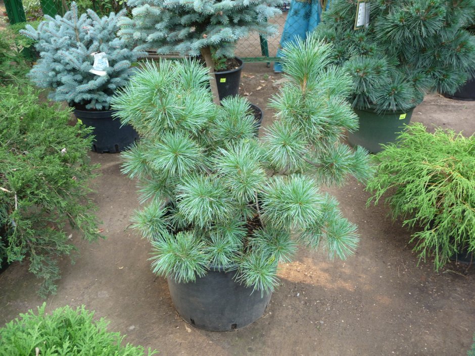 Pinus mugo Agatka
