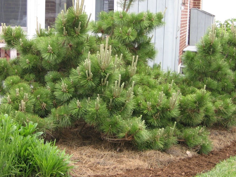 Pinus Sylvestris 'Albyns'