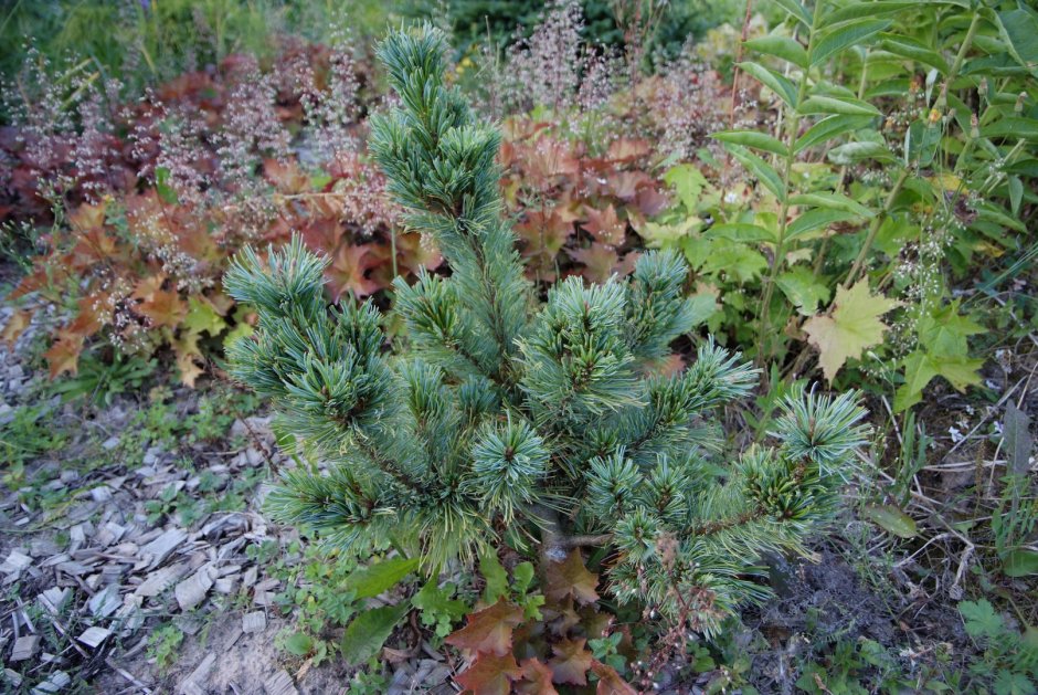 Pinus pumila Bonsai