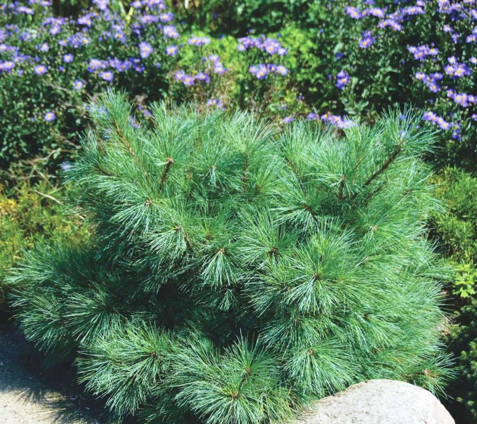 Pinus parviflora Karen