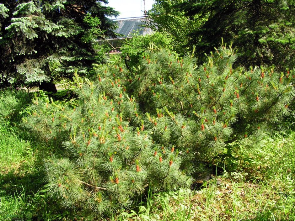 Хвойные сосна Pinus mugo Carsten