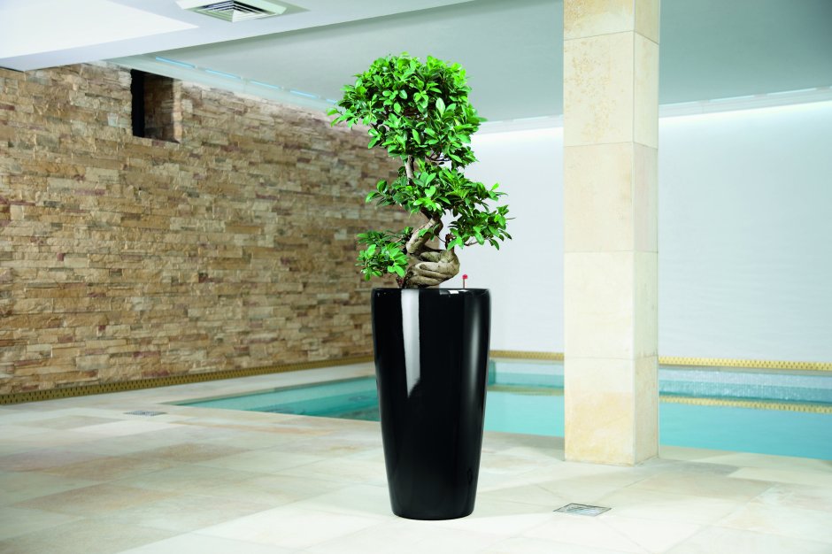 Аглаонема в кашпо Лечуза