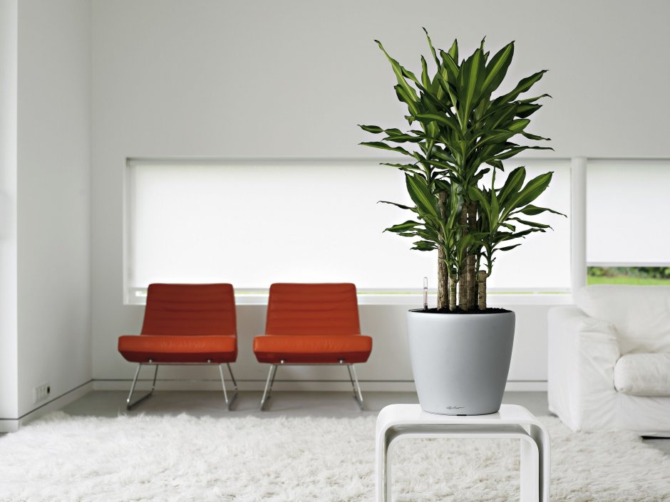 Декоративные цветы для интерьера