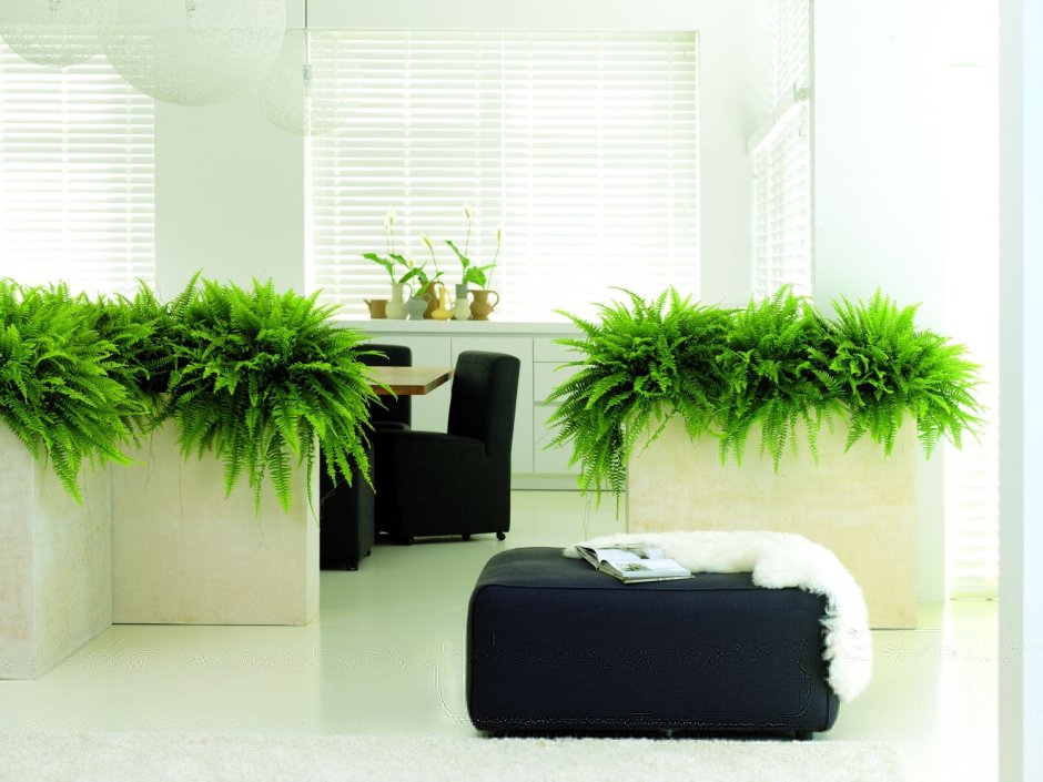 Икеа цветок Пальма