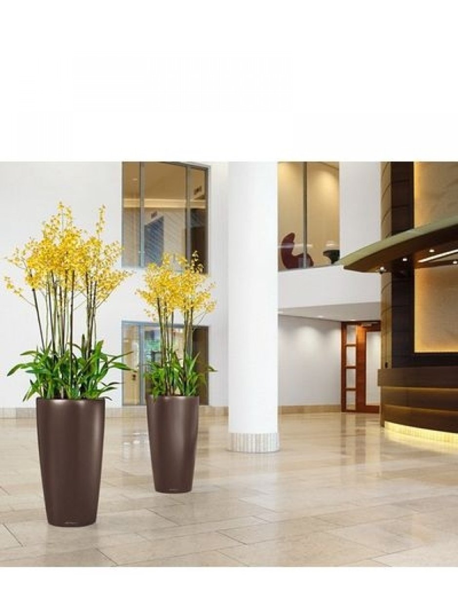 Стрелиция в Лечуза Классико белое