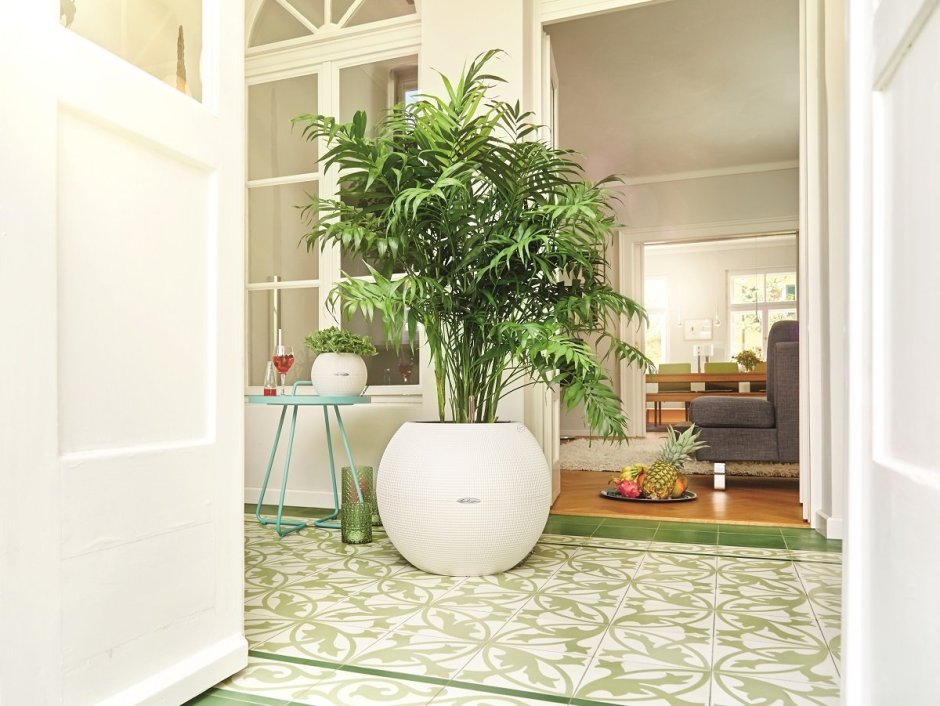 Кашпо для фикуса Бенджамина