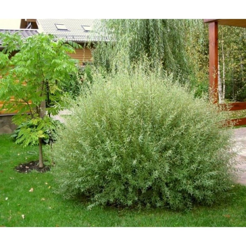 Ива пурпурная (Salix purpurea `Маяк`)