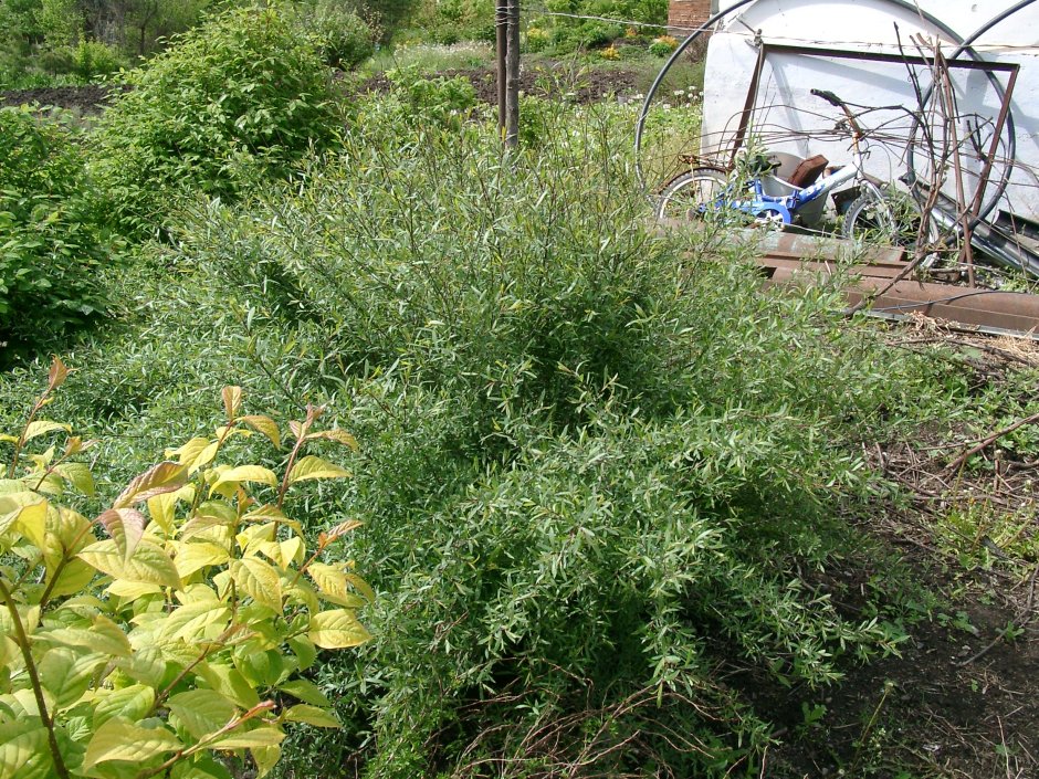 Ива пурпурная Salix purpurea Nana
