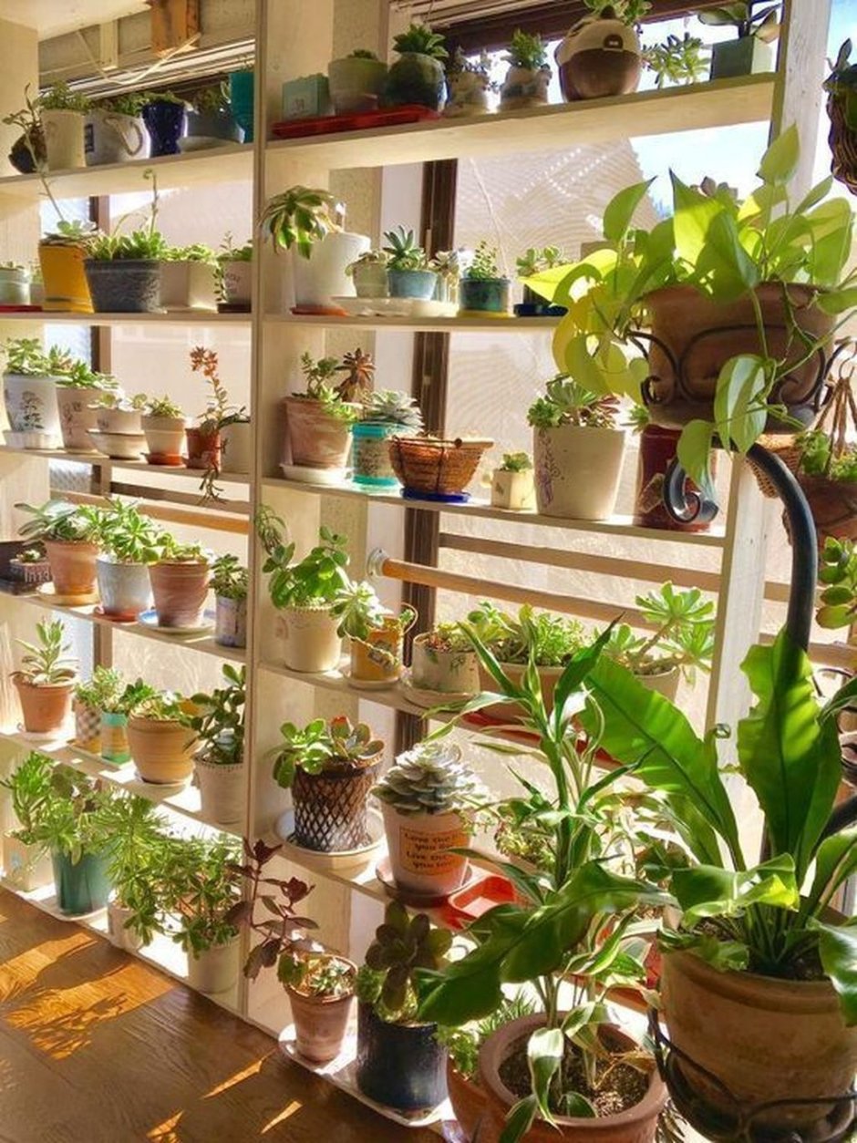 Стеллаж с растениями в доме