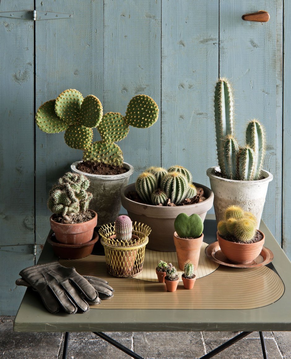 Комнатные растения кактусы и Суккуленты