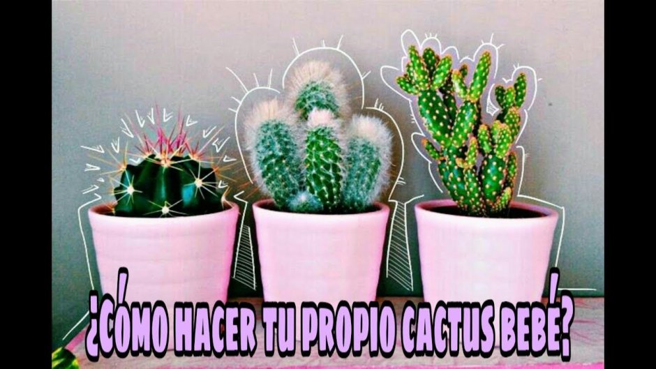 Кактусы комнатные Эстетика