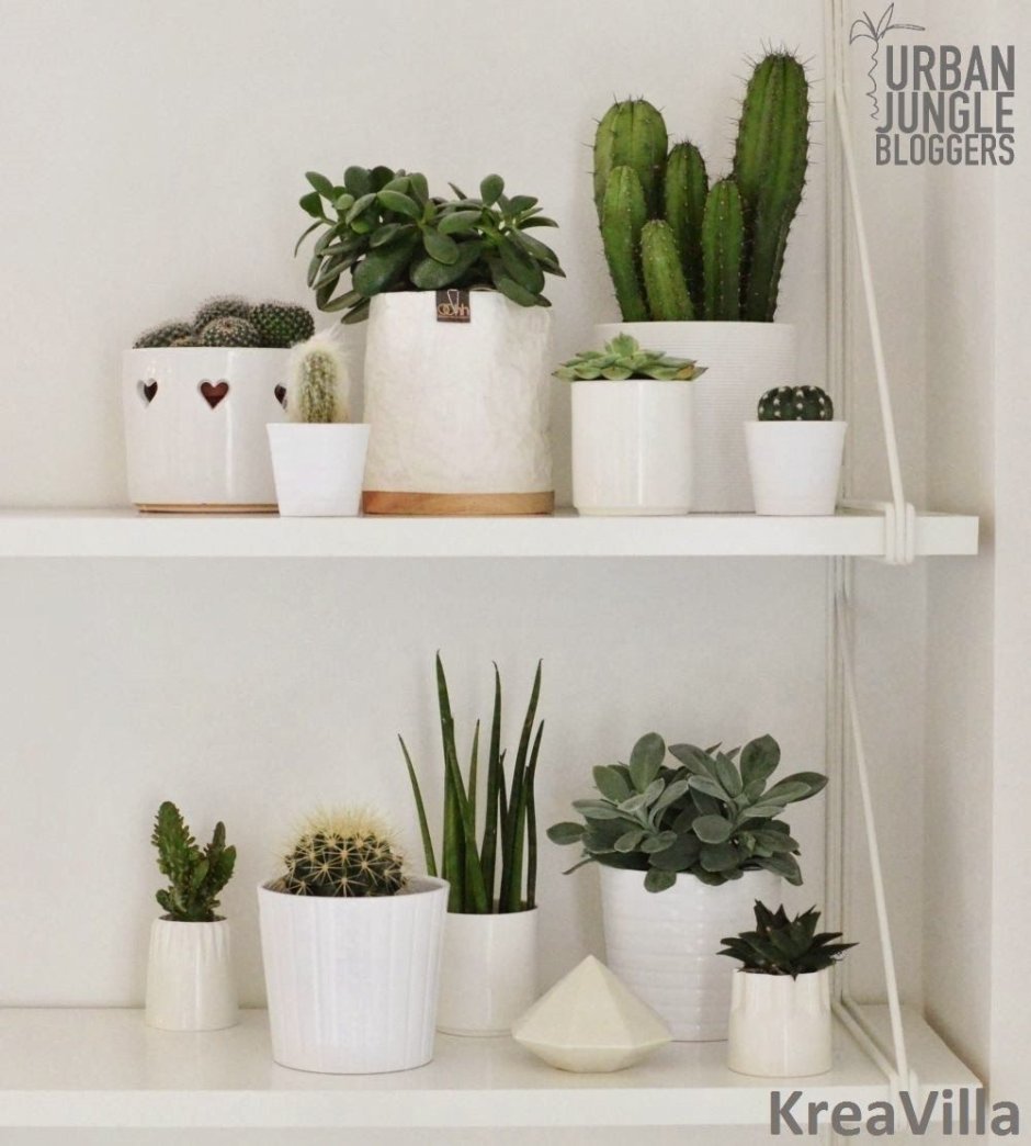 Стеллаж для кактусов